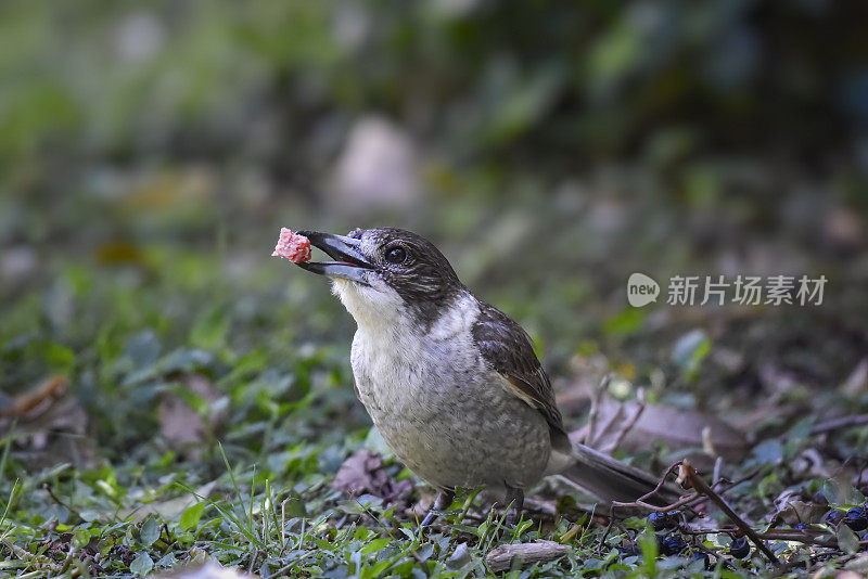 幼灰伯劳鸟(Cracticus torquatus)